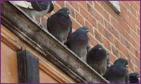 A Row Pigeons