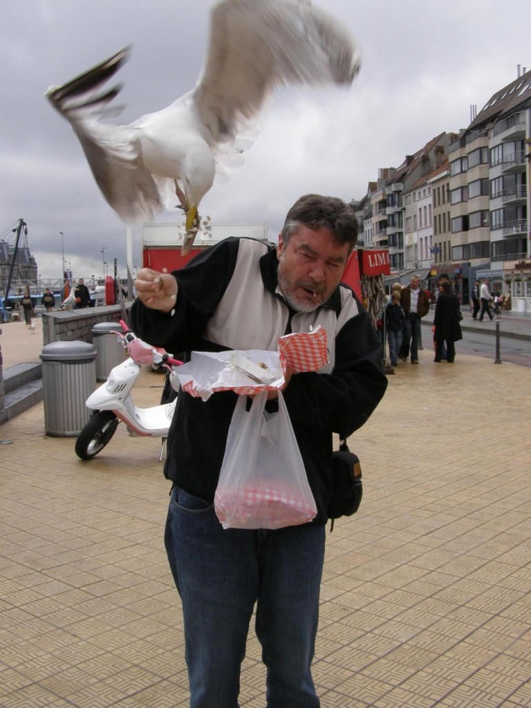 Seagull pest control in the UK
