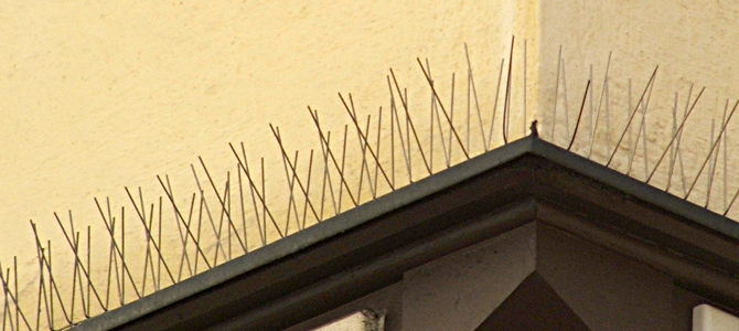 Bird spikes in the UK