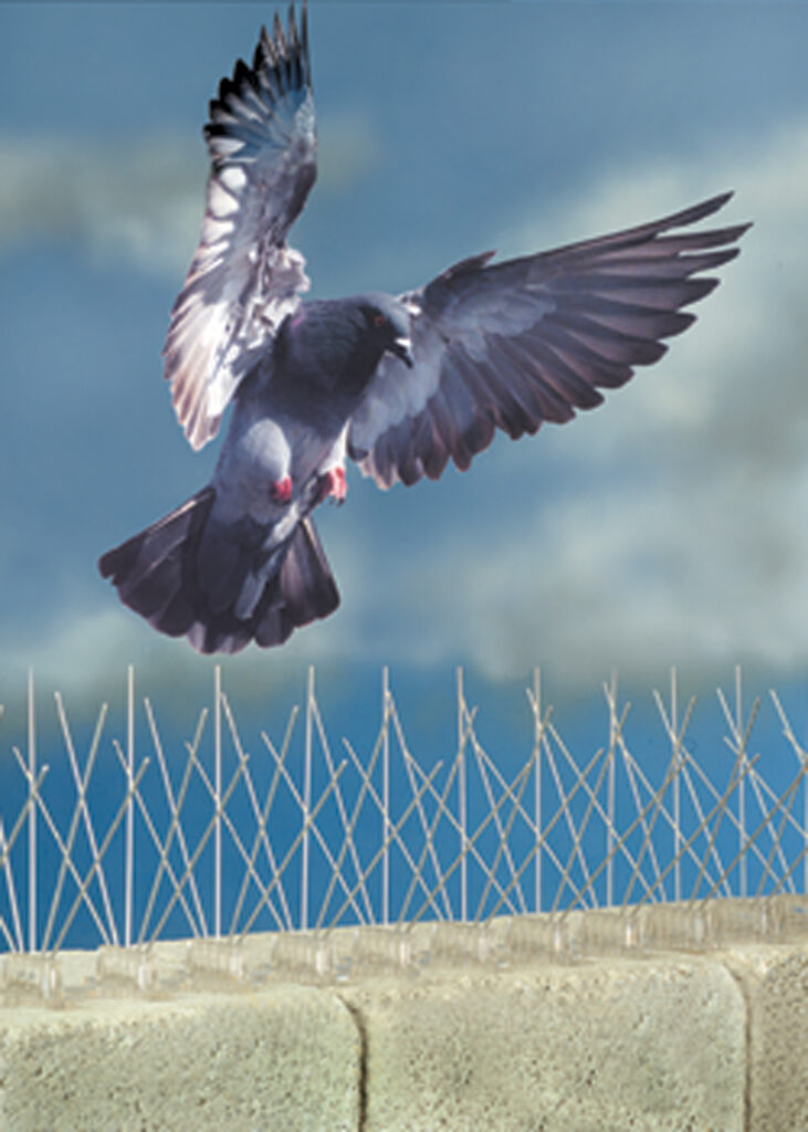Pigeon spikes as a pigeon deterrent