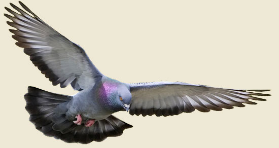 pigeon-control-orlando