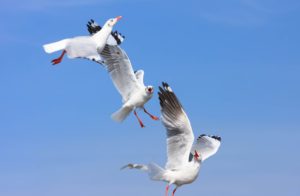 Health and Safety Implications for Businesses – Bird Control