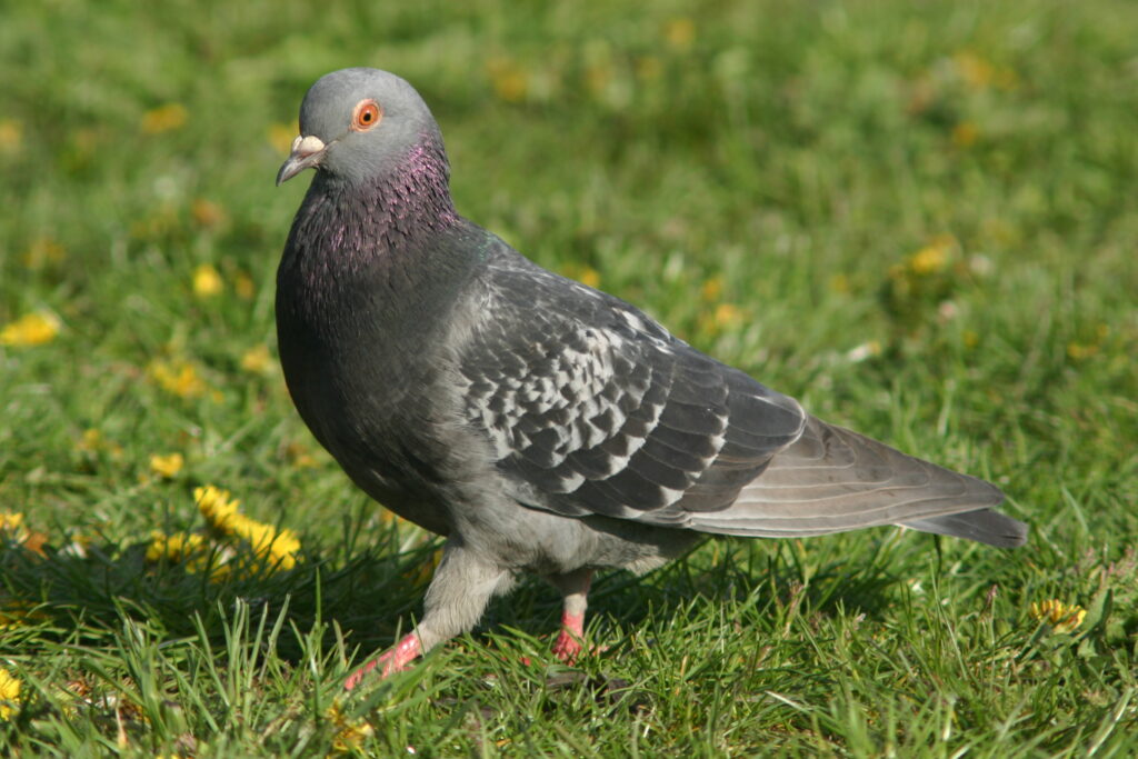 Pigeon control and removal in the UK