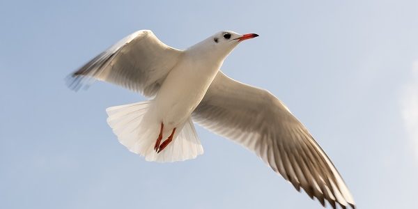 Seagull pest control in Great Britain