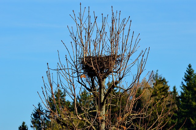 Bird nest removal UK