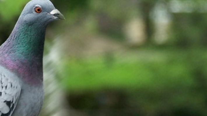 Bird control, pigeon removal