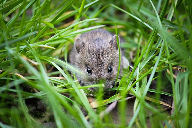 Preventing a mouse re-entering your home in the UK