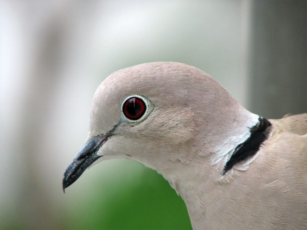 Collared Dove removal and control services