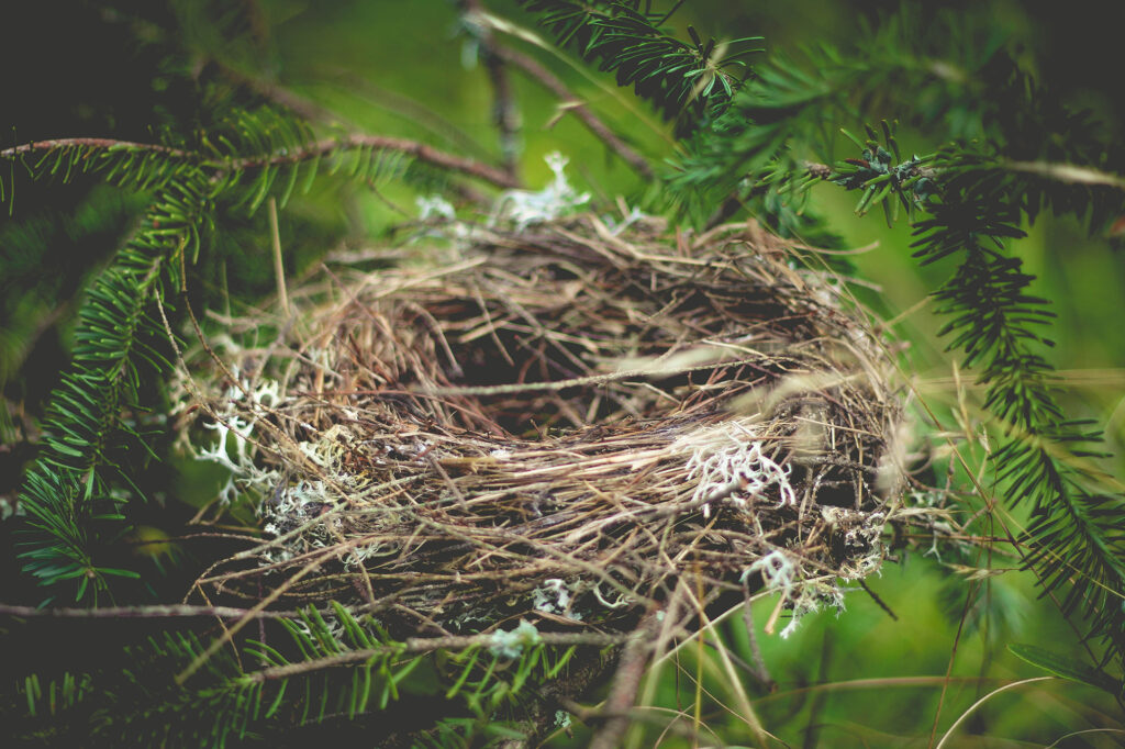 How to tell if a bird’s nest is being used