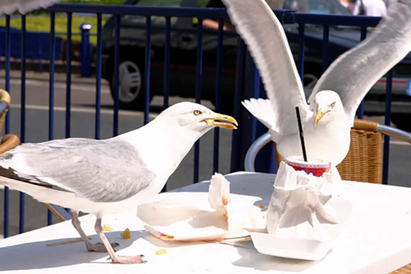 Pest Birds and Seagulls on a table