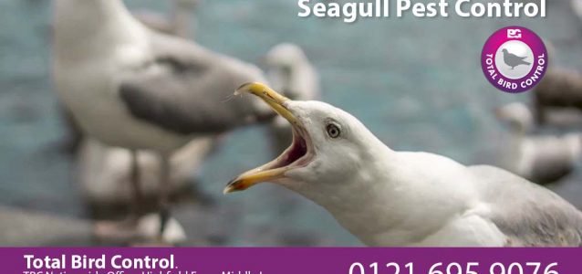 Seagull Pest Control UK