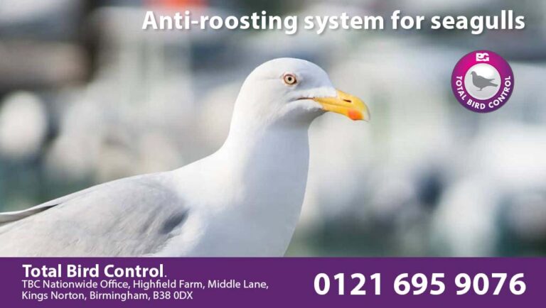 anti-roosting system for seagulls
