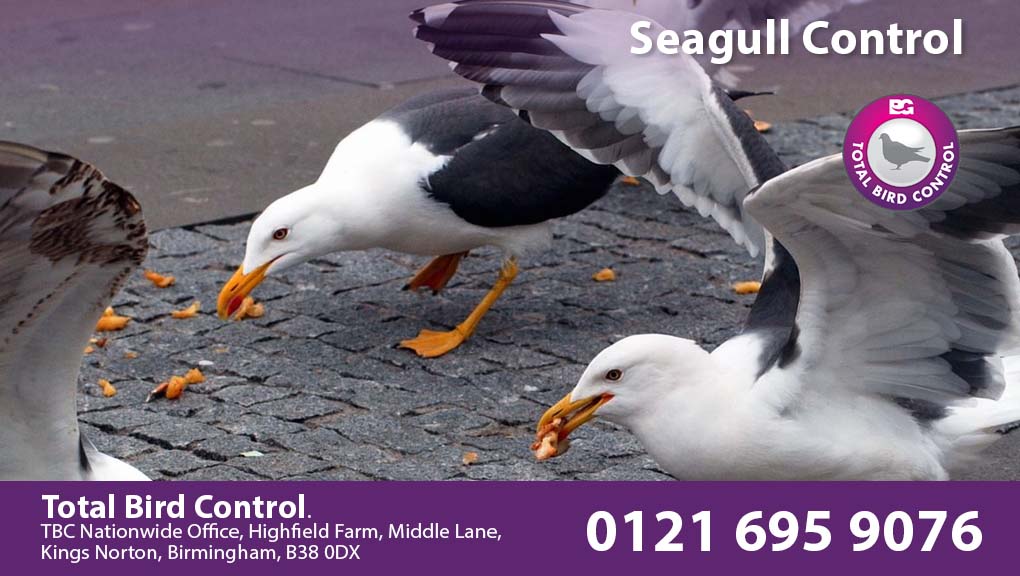 seagull-control.jpg