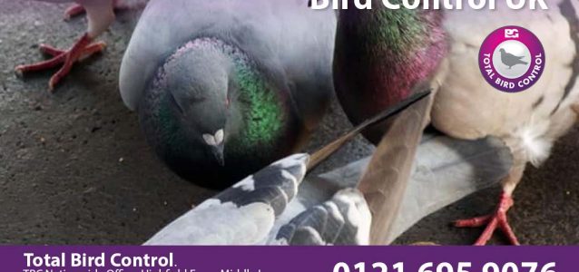 Bird Control UK