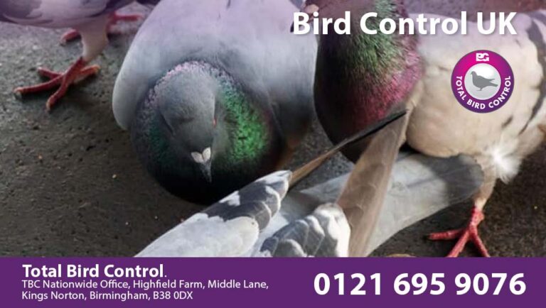 Bird Control UK