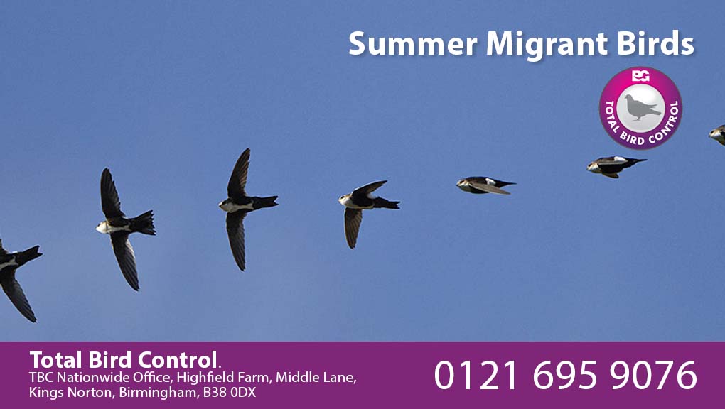 Summer migrant birds