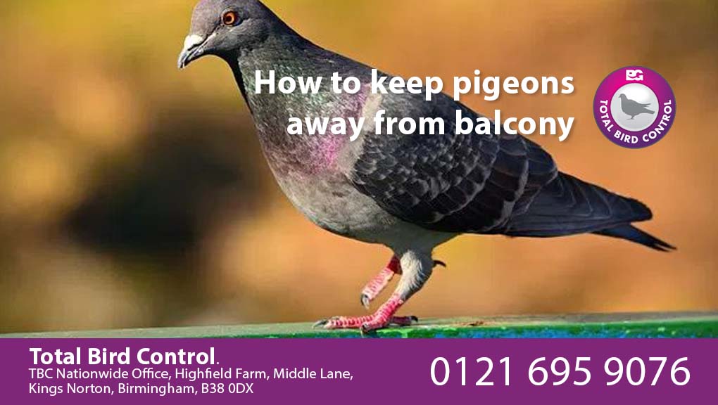 how to keep pigeons away from balcony