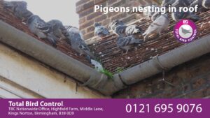 pigeons nesting in roof uk