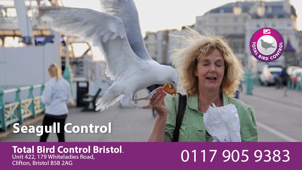 seagull control bristol